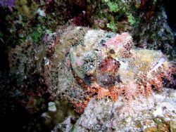 Scorpion fish taken at The Canyon Dahab with an Olympus C... by Anna Wright 